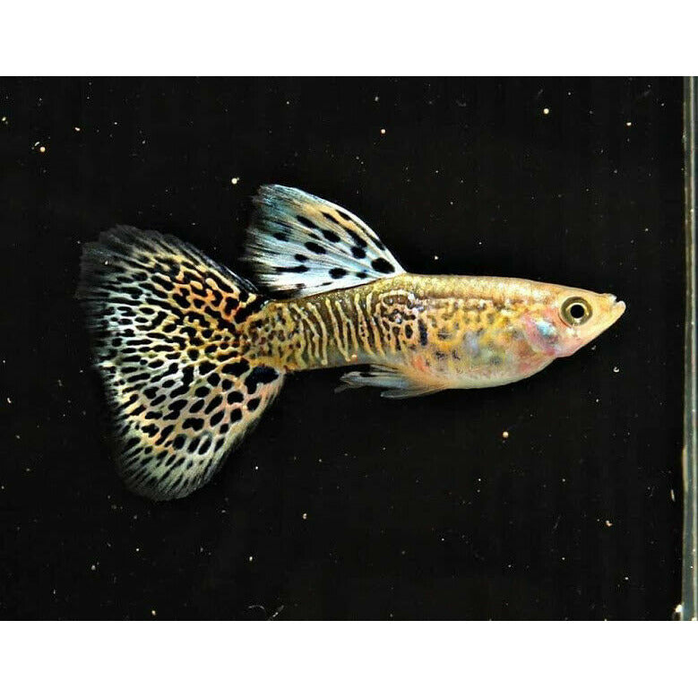 Yellow Cobra Guppy (Pair) - Best4Pets