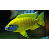 Load image into Gallery viewer, Yellow Sunshine Peacock Import 3&quot;